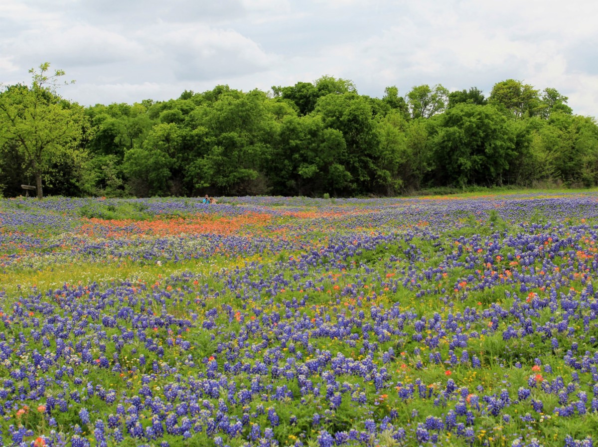 Best Places to See in Ennis, Texas Passport to Eden