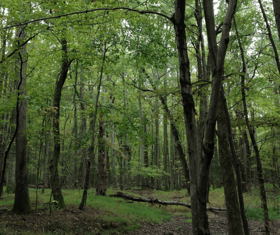 Best Small Towns In Virginia : Mason Neck is a heavily wooded pretty town filled with wildlife and greenery.