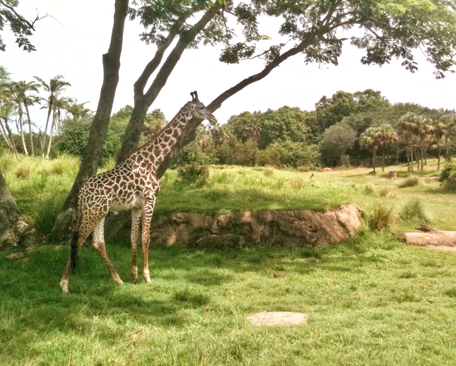 Best Zoos in the USA - Passport to Eden's US Zoo Guide