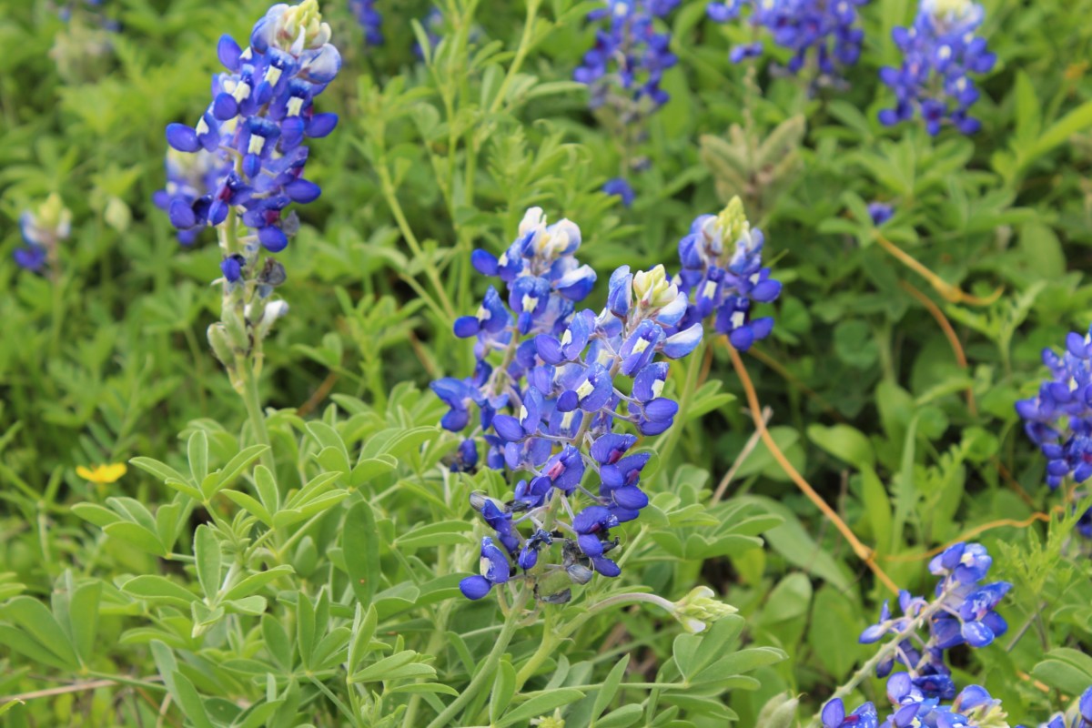Close Up shot of Bluebonnets in Bluebonnet Park - one of the Best Places to See Bluebonnets in Ennis, Texas