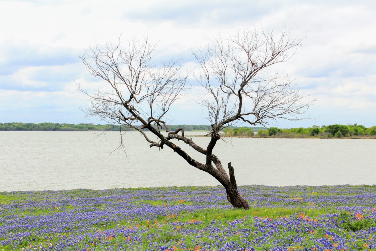 Life and Death - Dead Tree in Spring Flowers- a photo of Bluebonnets in one of the Best Places to See Bluebonnets in Ennis, Texas