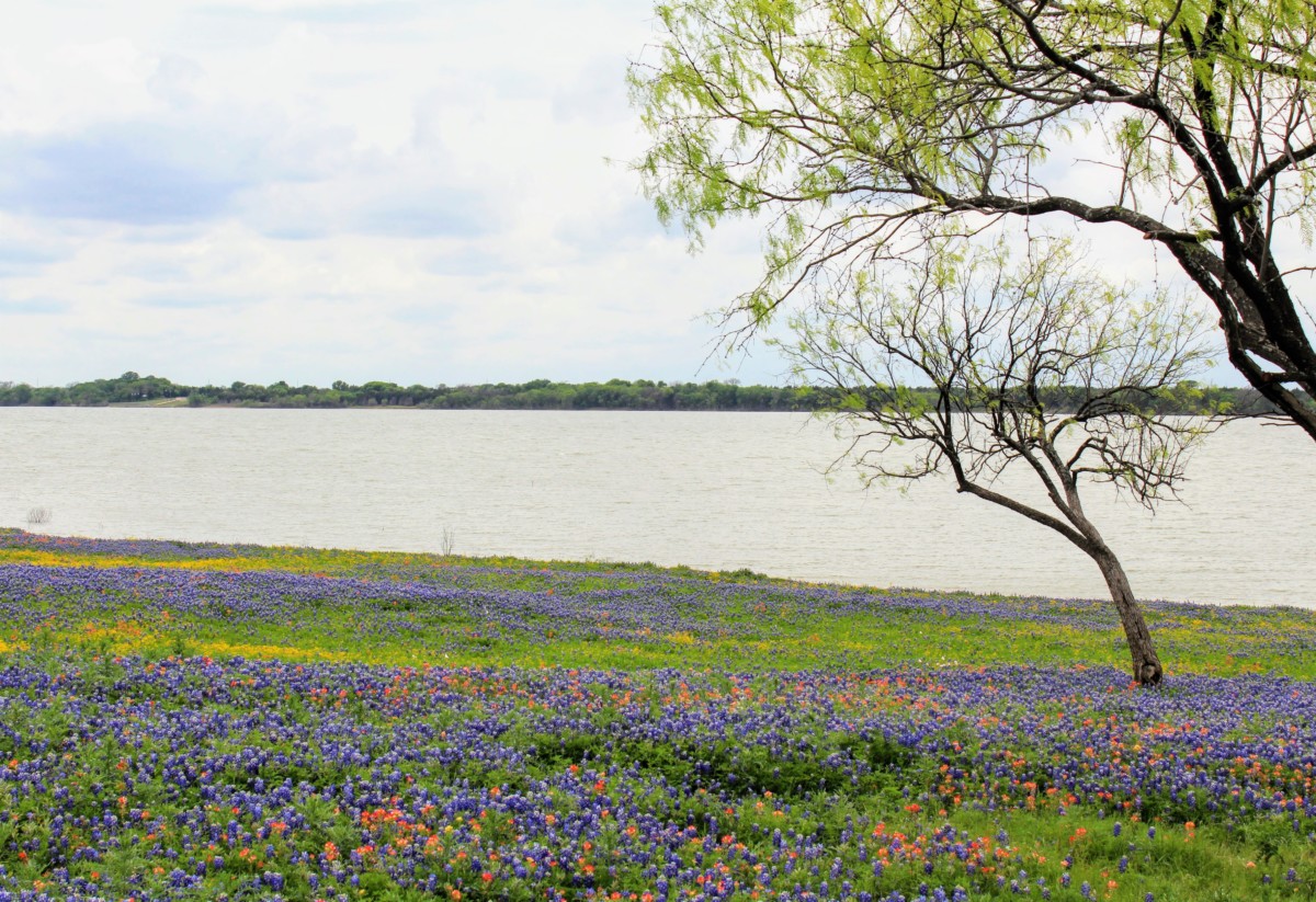 A frenzy of red, blue, and yellow - Meadow View Nature Area is one of the Best Places to See Bluebonnets in Ennis, Texas