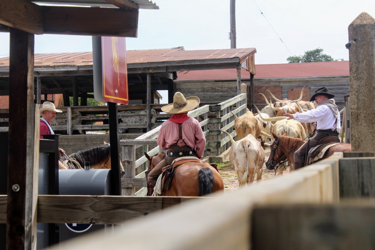 Watching cowboys herd in cattle is one of the top things to do at the Fort Worth Stockyards . 