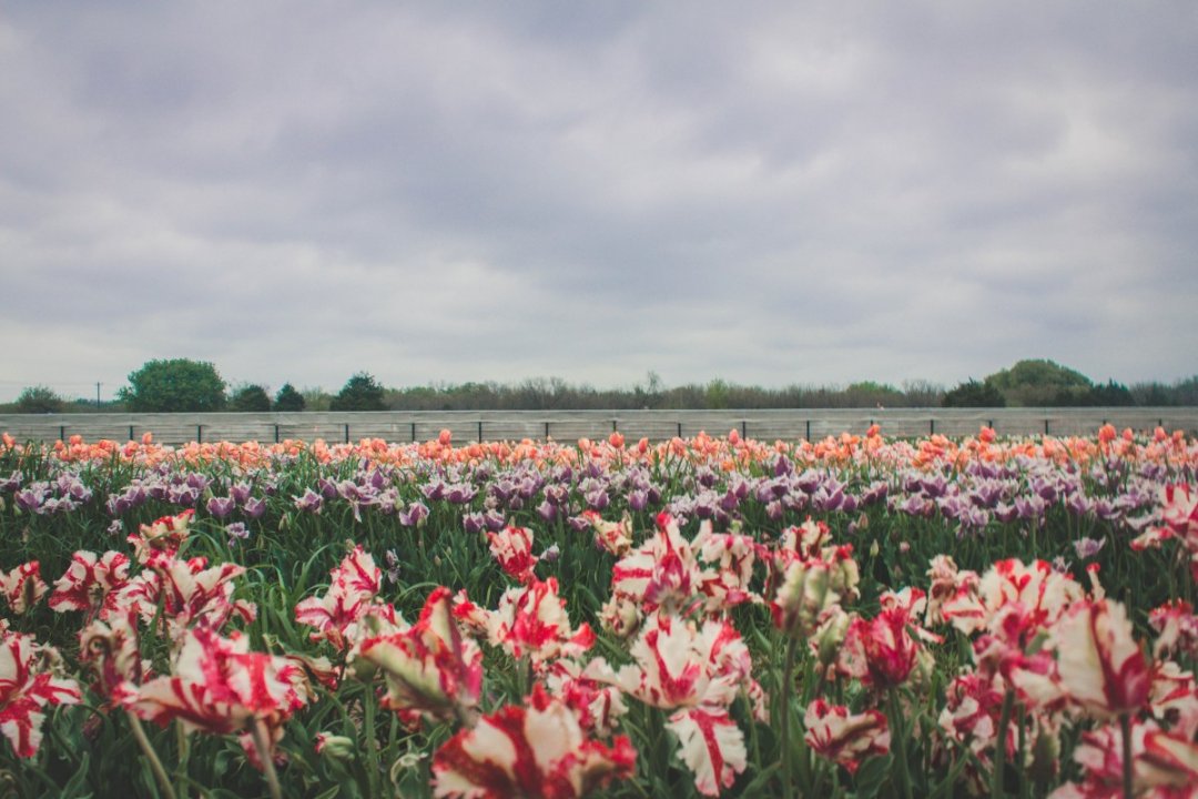 The Prettiest Tulip Farm In Texas Passport To Eden