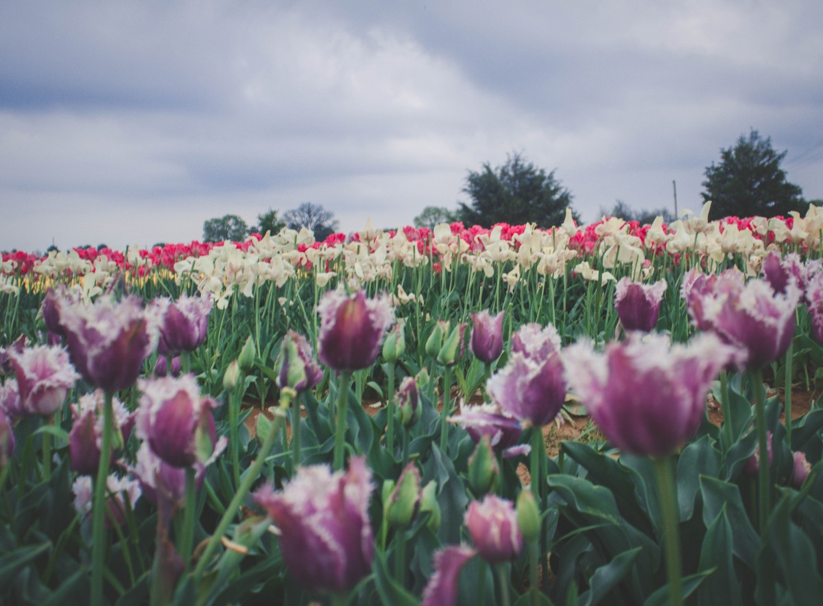 Tulips in Texas across rolling fields