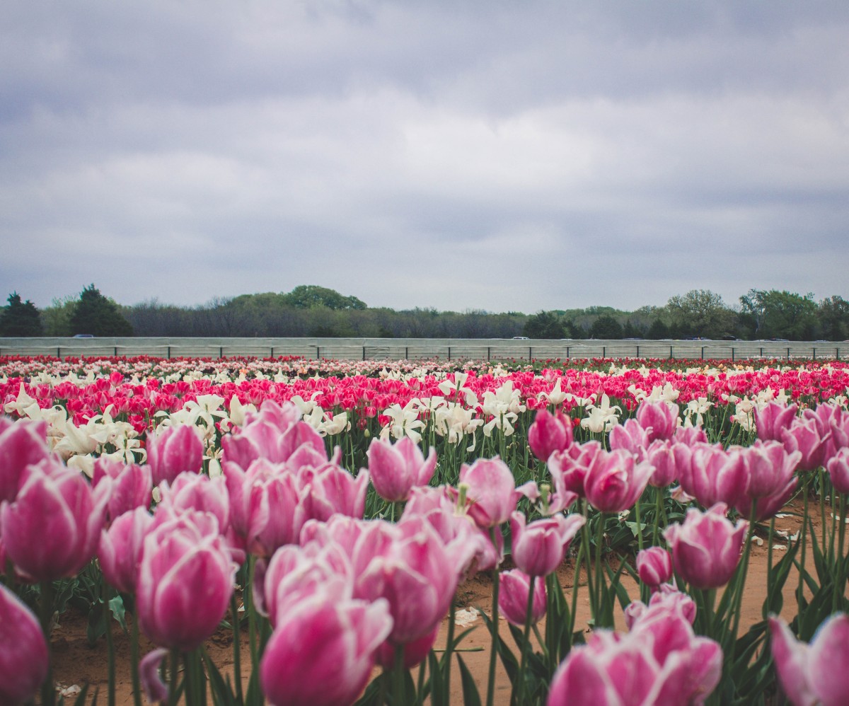The Prettiest Tulip Farm In Texas Passport To Eden