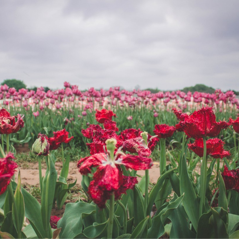 The Prettiest Tulip Farm In Texas Passport To Eden 