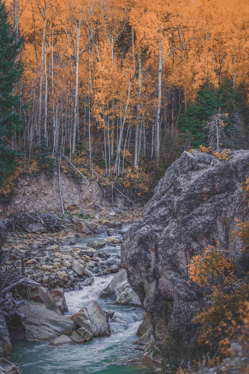 golden yellow fall woods in Aspen by the banks of a river