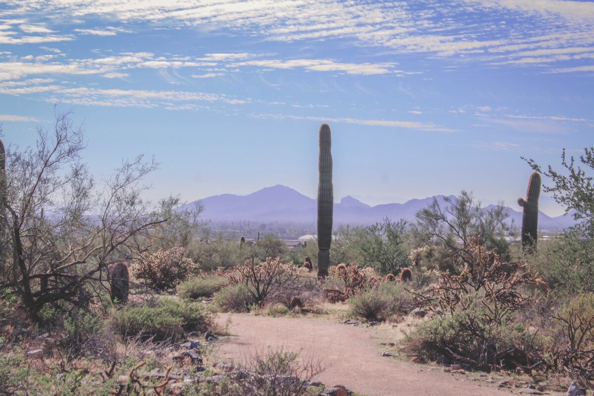 During my weekend in Scottsdale, I visited the Sonoran Desert Preserve. This is the view of cactus and mountains along the path. 
