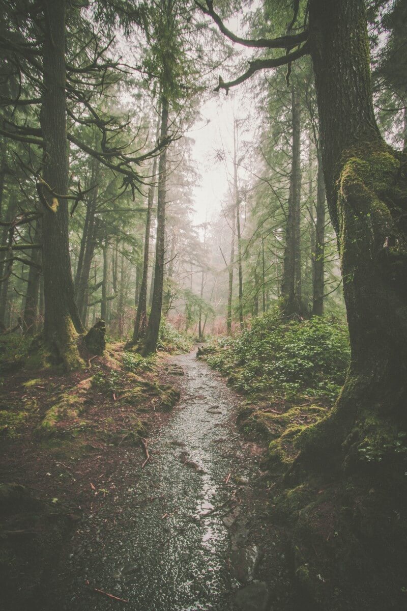 Forks Washington forest