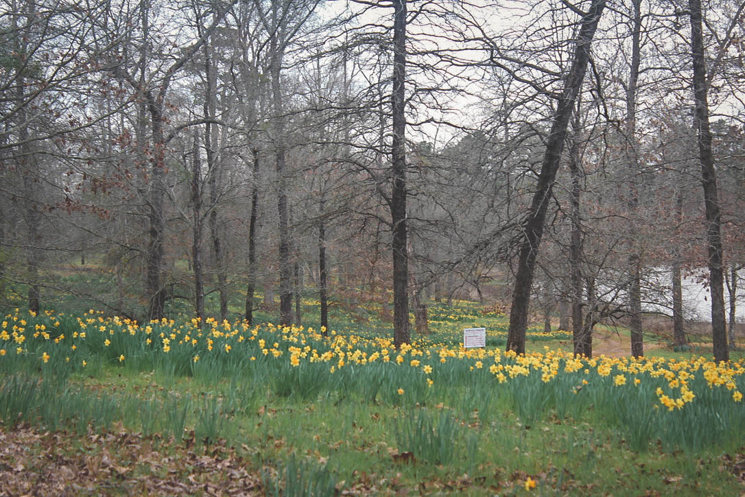 Things to do in East Texas: Mrs. Lee's daffodil gardens