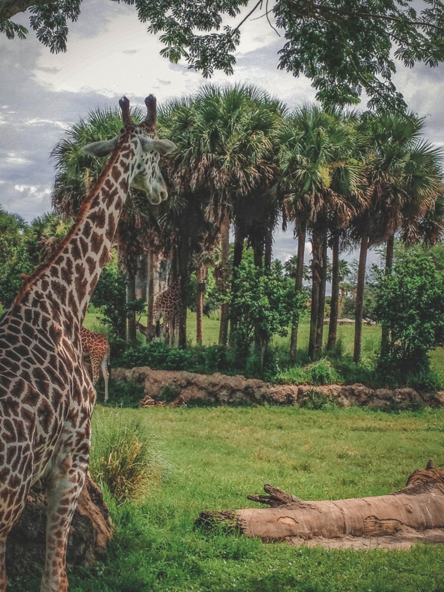 Giraffe spending one day in Animal Kingdom