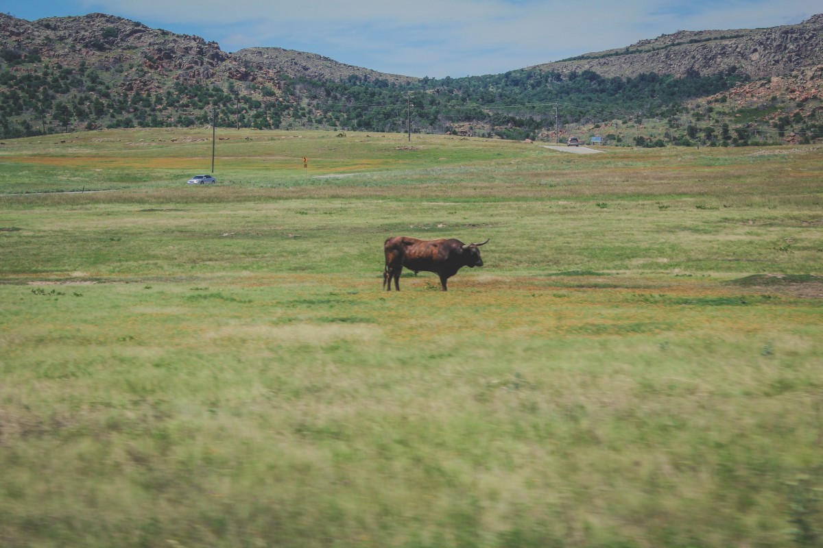 Wild longhorn grazing 