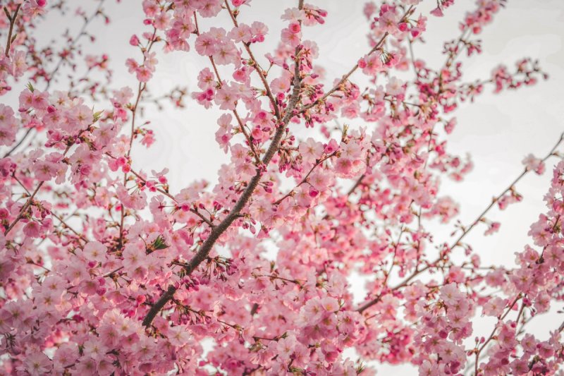 40 Beautiful Cherry Blossom Quotes About Life, Love, And Renewal ...