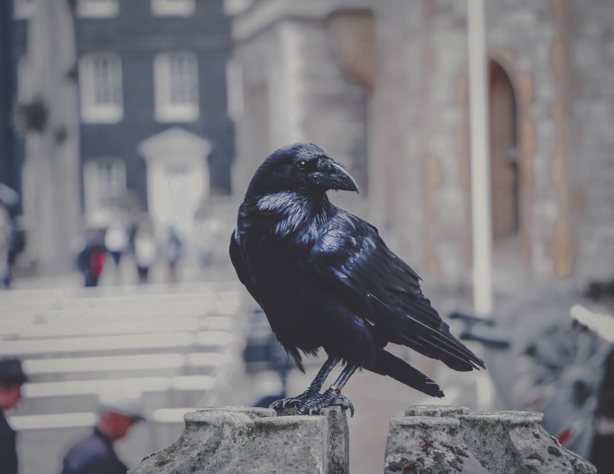 40 Six Of Crows Quotes From The Grishaverse