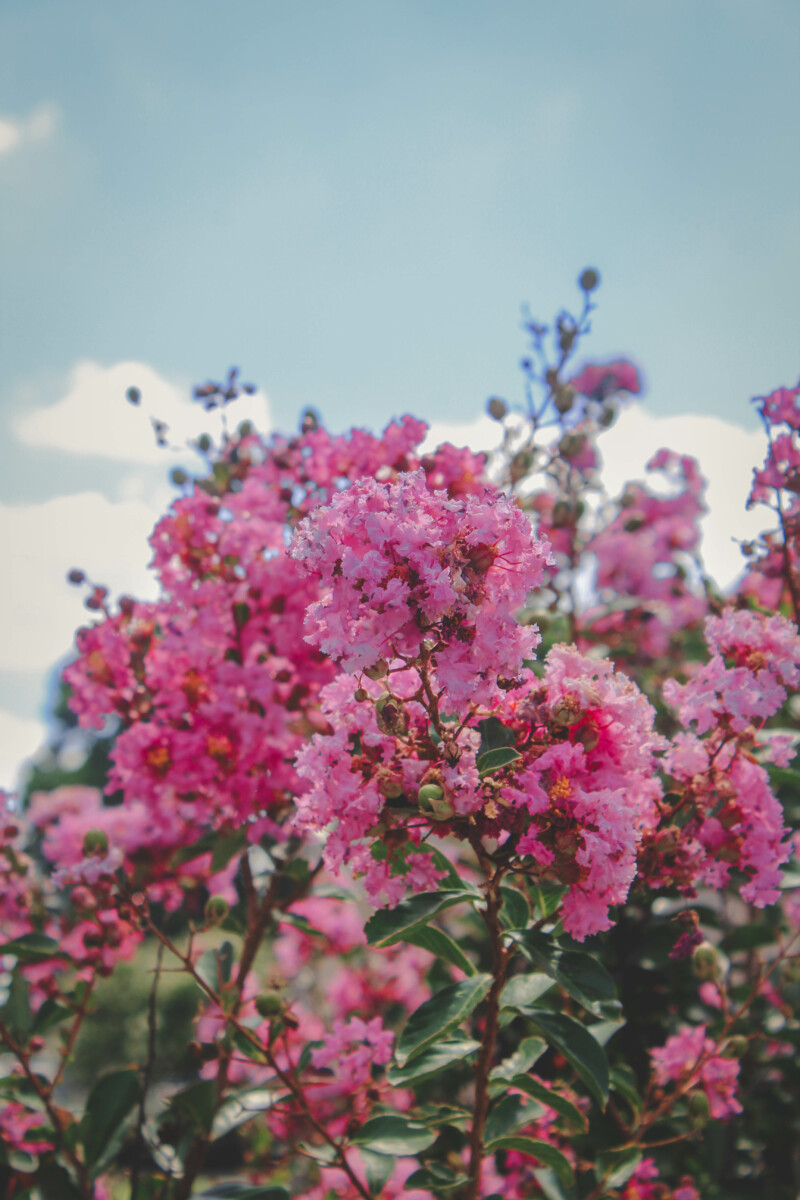Best things to do in McKinney: close up of pink flowers