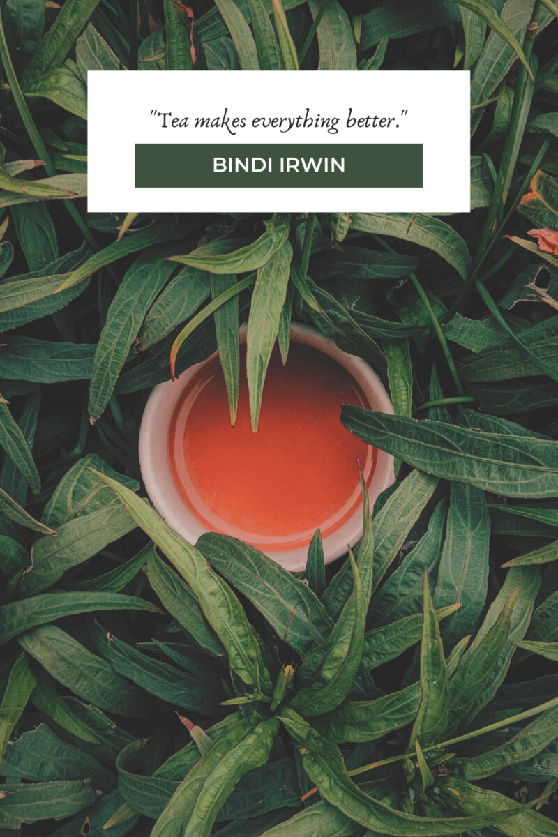 Bindi Irwin tea quotes