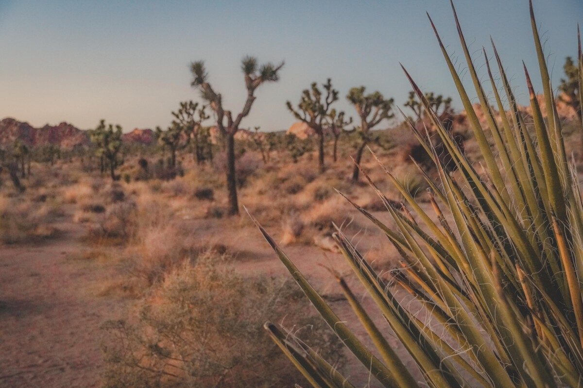 12 Best Hikes In Joshua Tree National Park