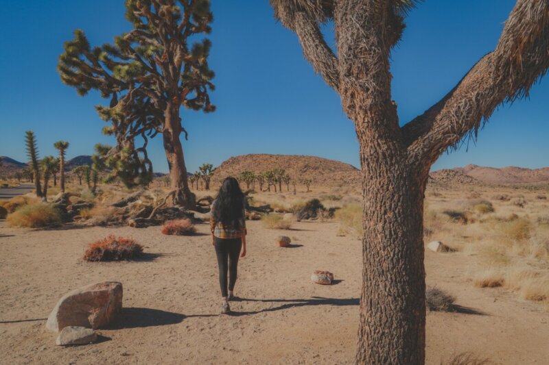 40 Best Things To Do In Joshua Tree, California