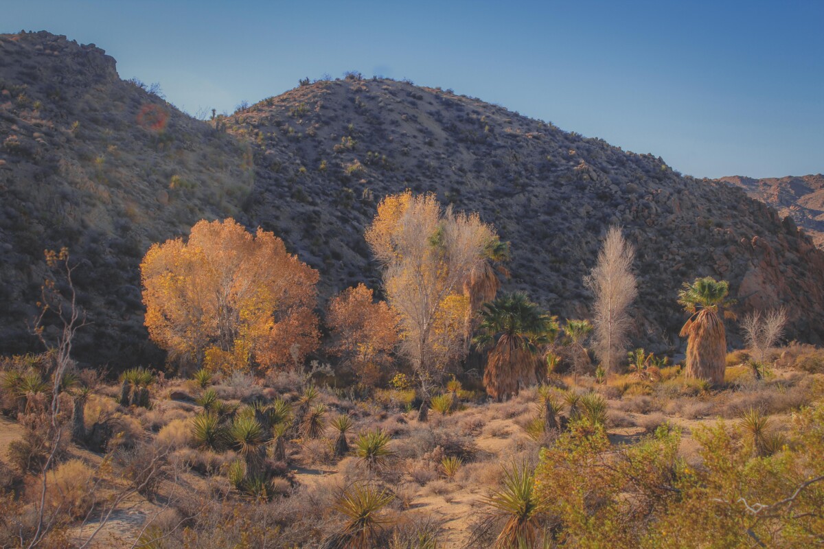 Joshua Tree attractions include Cottonwood Spring