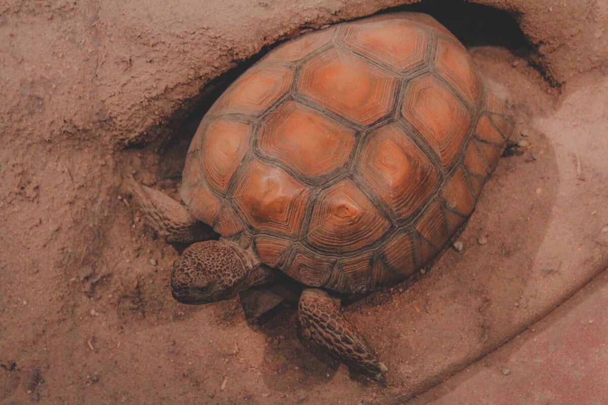 desert tortoise statue, like the desert tortoises in Joshua Tree National Park