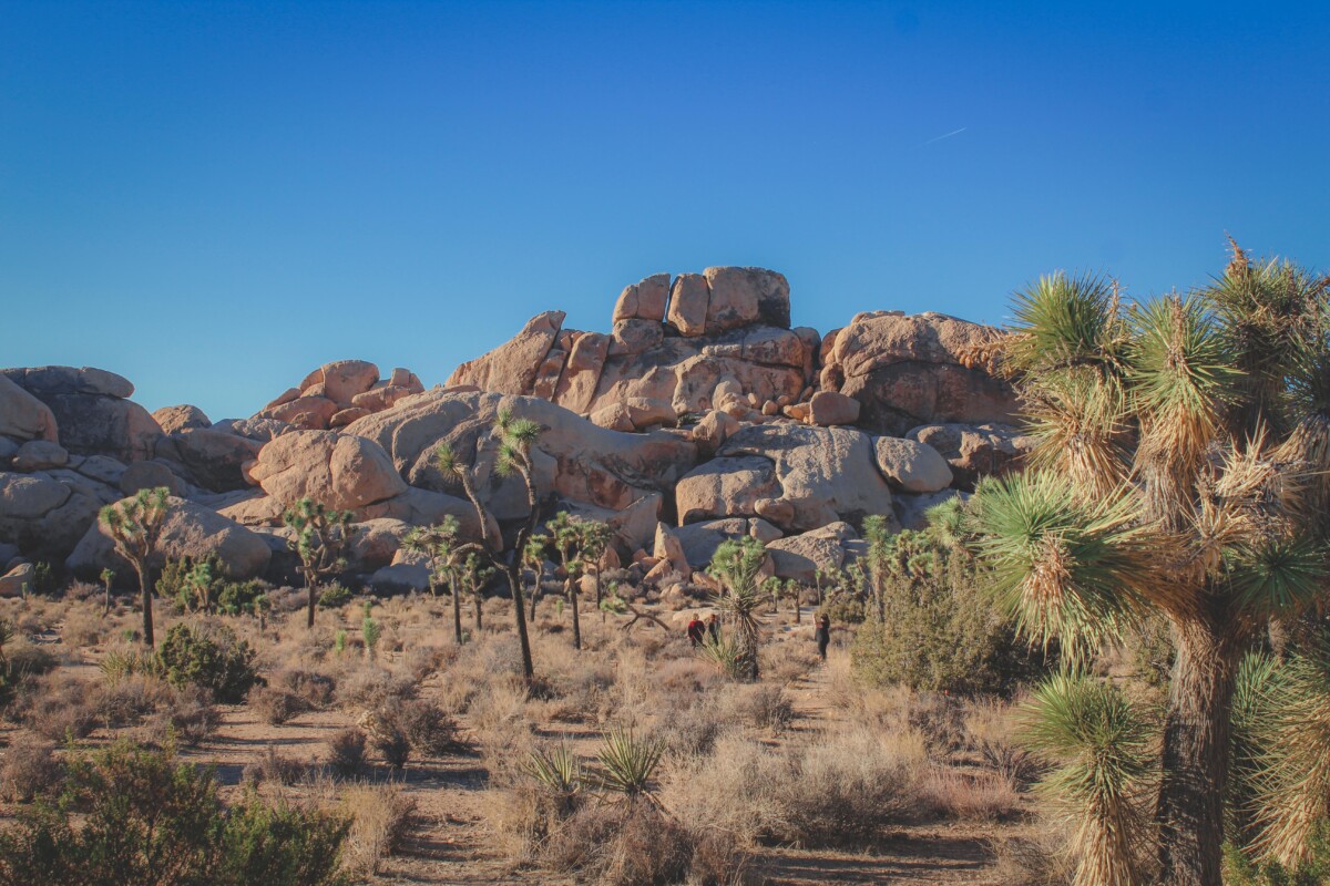 what to do in Joshua Tree: drive to Hall Of Horrors