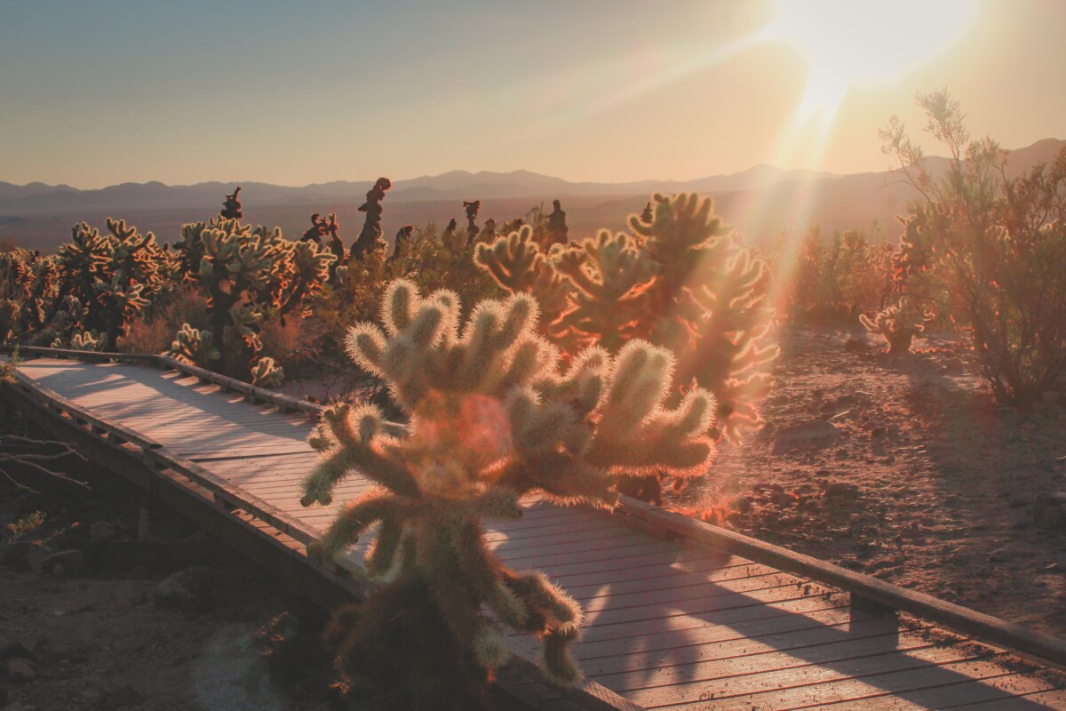 light hits Cholla Cactus Garden in Joshua Tree creating the effect of glowing teddy bear cacti