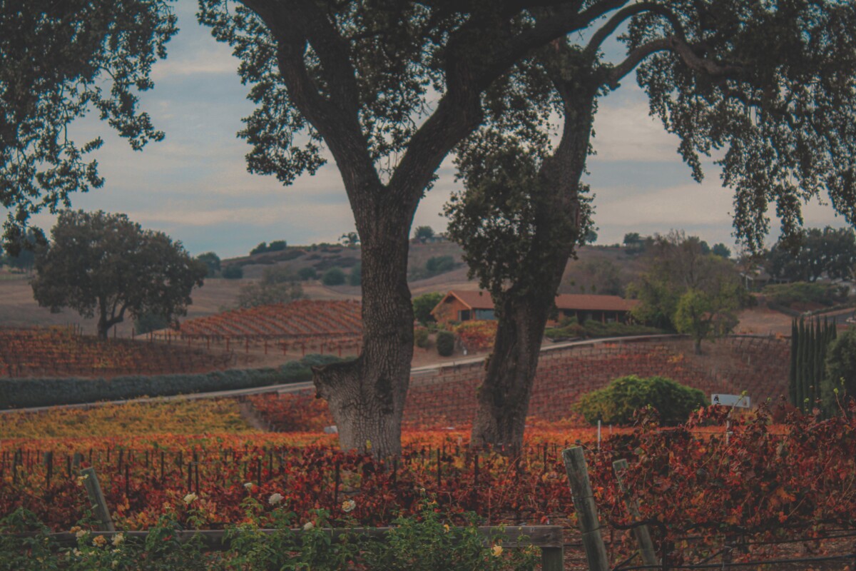 A Guide To Santa Ynez Valley: California’s Charming Central Wine Region