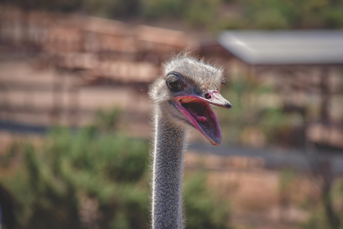 Ostrichland, one of the most popular things to do in Solvang