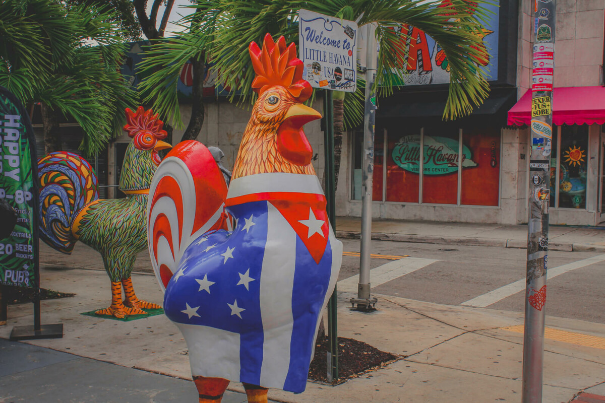 roosters in Little Havana, Miami 