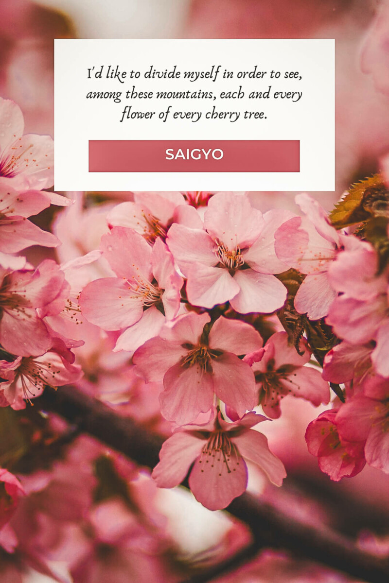 short cherry blossom quote