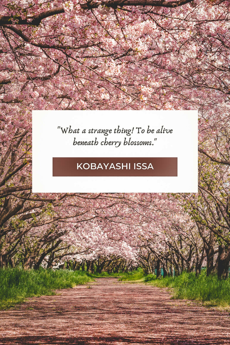 pretty sakura quotes