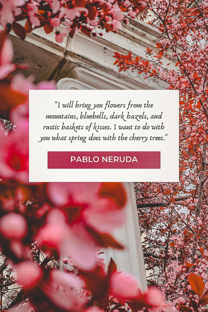 beautiful cherry blossom quotes about love