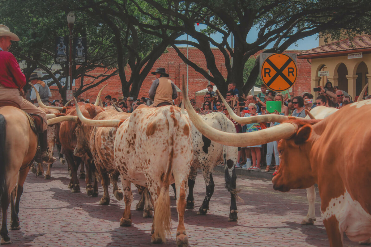 Best things to do in Fort Worth Stockyards