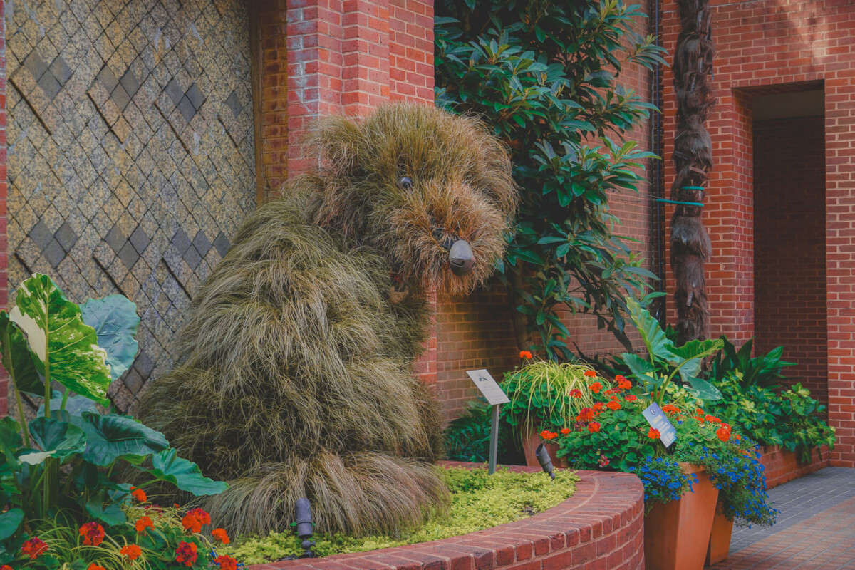 shaggy dog tucked away in Atlanta Botanical Garden