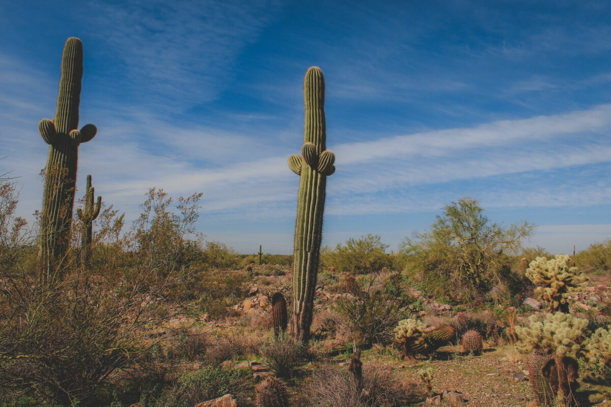 tall cactus in Arizona, one of the best states to visit in the Southwest