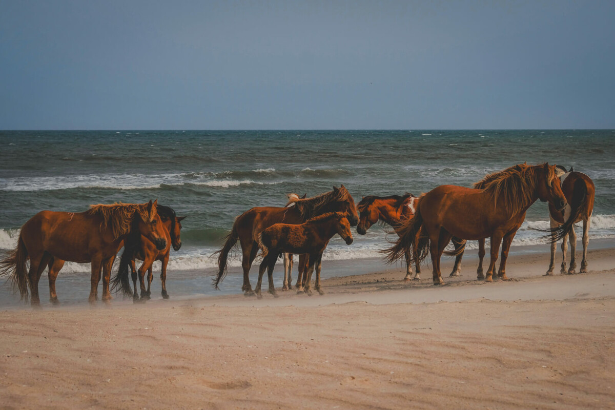 photo of wild horses on a beach in Maryland, one of the best states to visit in the summertime