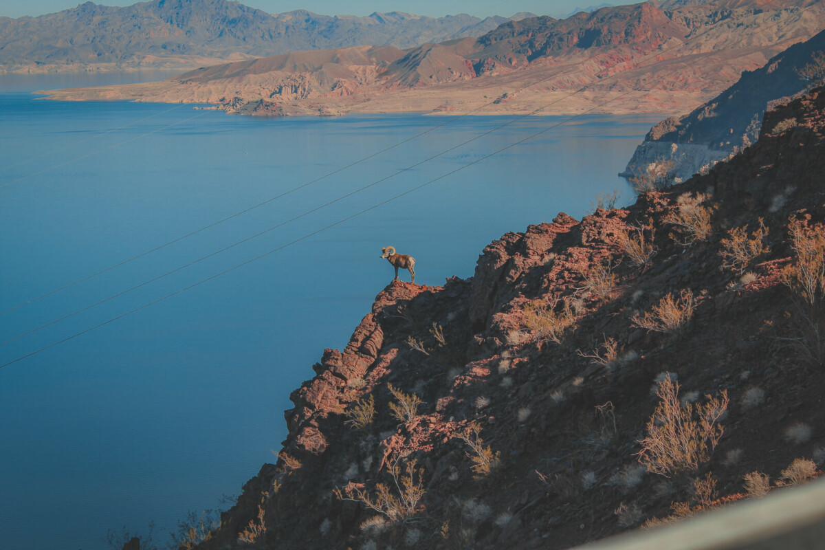 Bighorn Sheep in Nevada, near Lake Mead