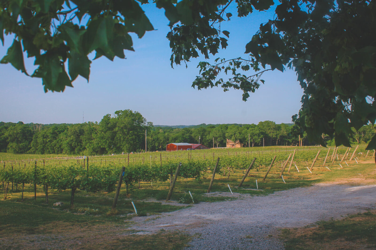 photo of Middle Tennessee in the summer, a bright green vineyard that's the perfect getaway for adults