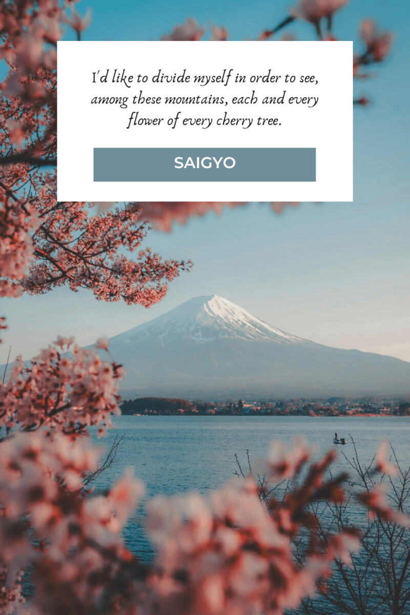 pretty cherry blossom poem and quote