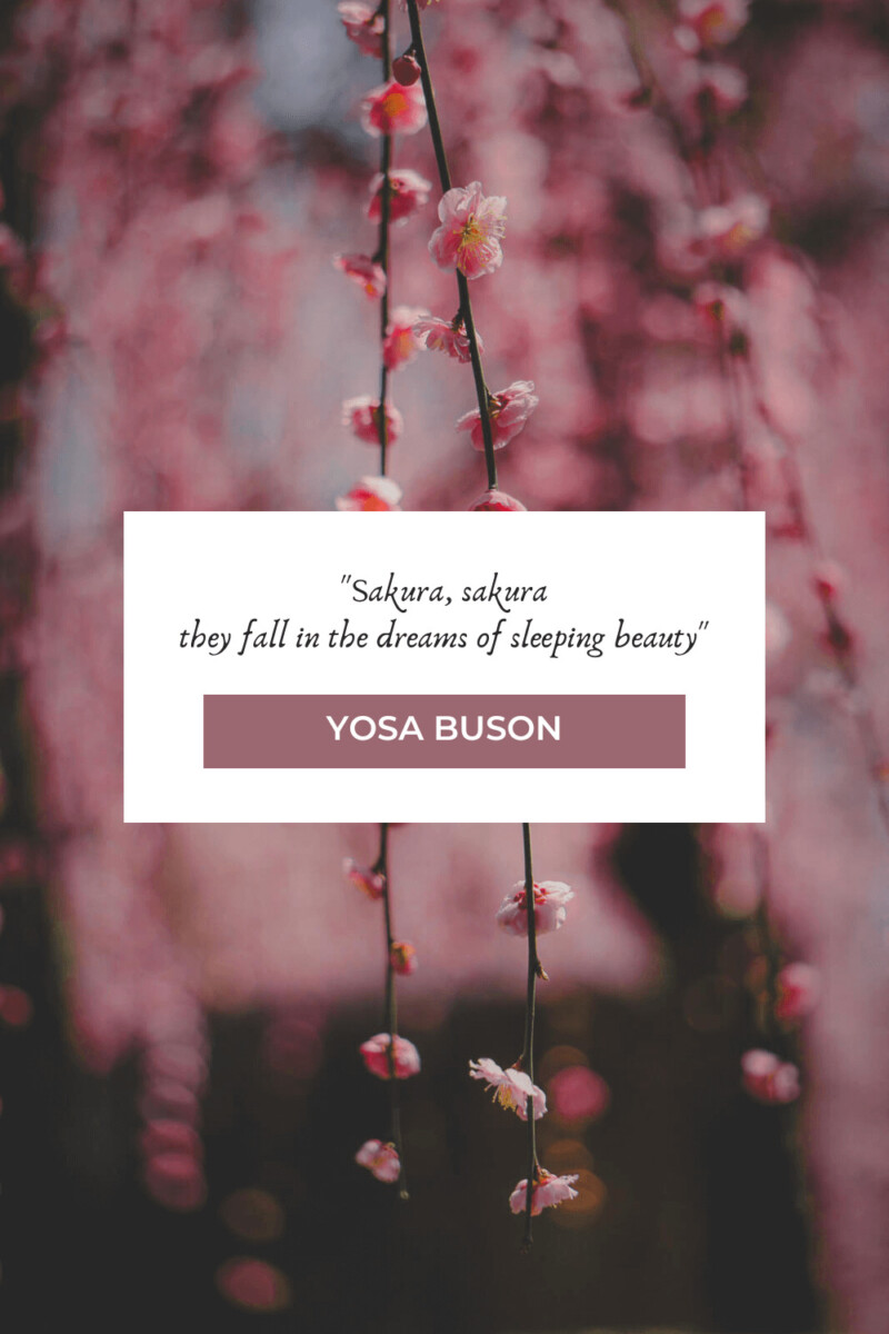 "Sakura, sakura they fall in the dreams of sleeping beauty" - Yosa Buson