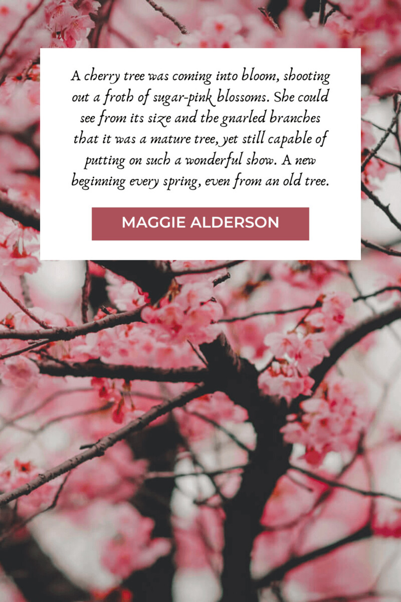 beautiful description of cherry blossom trees about renewal