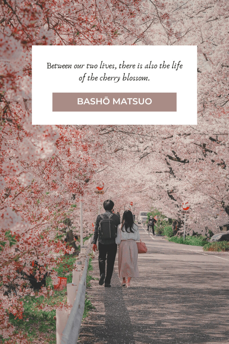 cute cherry blossom quotes and sayings