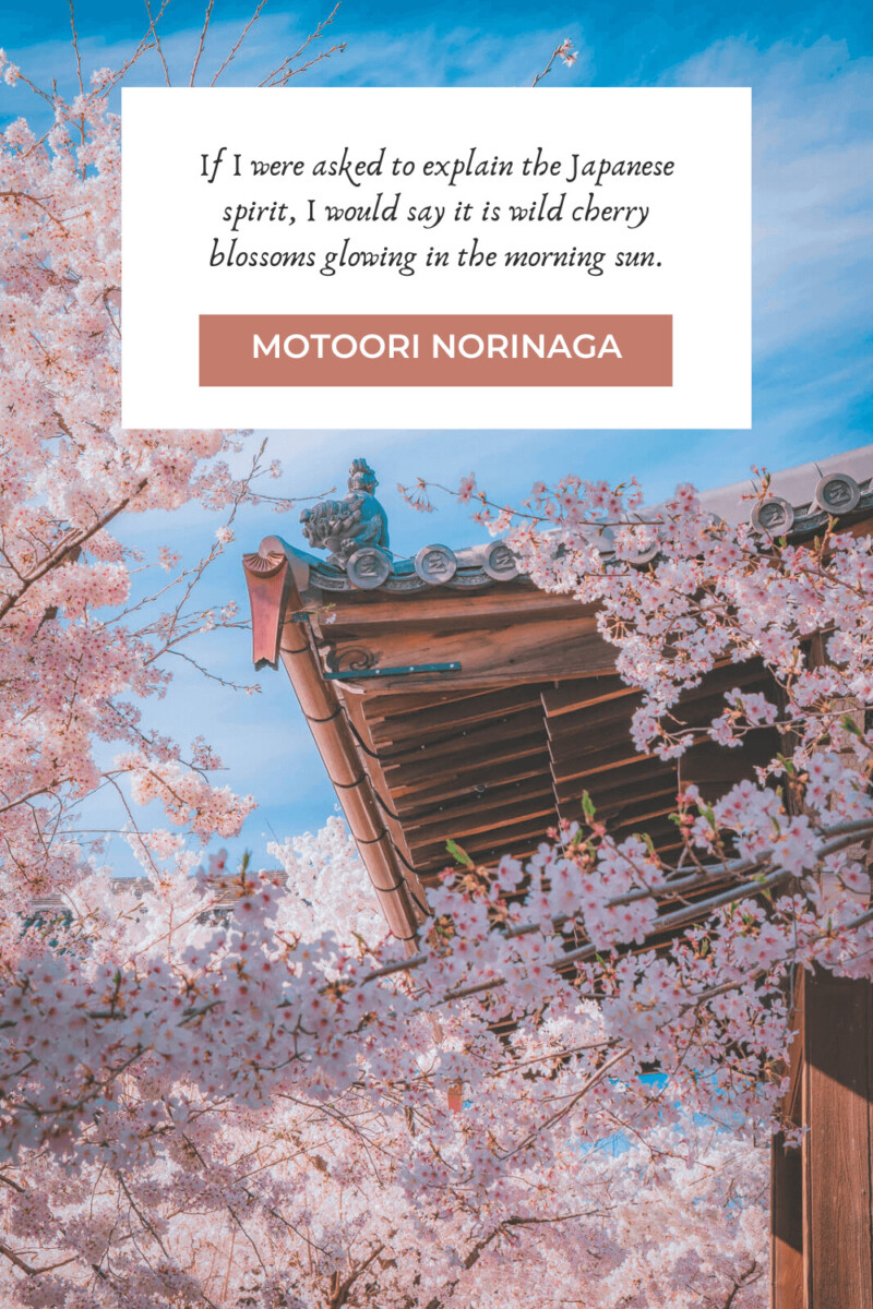 Cherry Blossom quotes about the japanese spirit