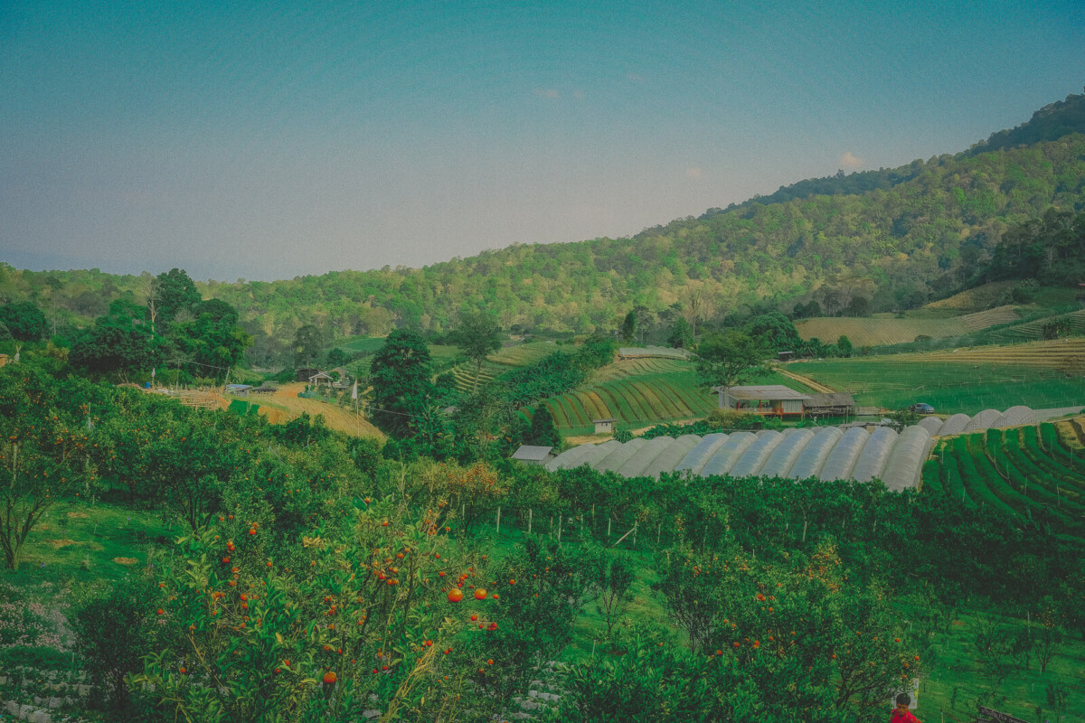 farm in Thailand to show the beauty of the setting in The Cheese Sisters, one of the most cottagecore aesthetic movies
